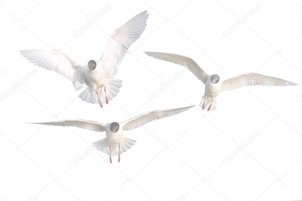 Abstract nature. Birds. Flying gull. White background.