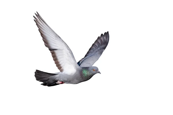 Flygande Duva Isolerade Fåglar Vit Bakgrund — Stockfoto