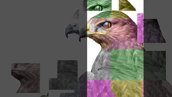 Kleurrijke Abstracte Dieren Geïsoleerde Vogels Witte Achtergrond Buizerd Met Lange — Stockfoto
