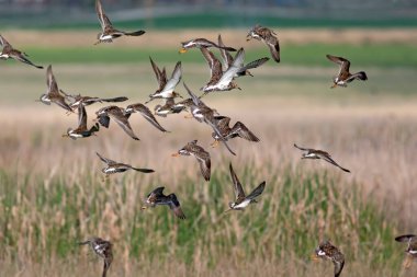 Uçan sahil kuşları. Doğa arkaplanı.  