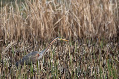 Renkli doğa ve balıkçıl. Mor balıkçıl. Doğal yaşam alanı arka planı. Kuş: Mor balıkçıl. 