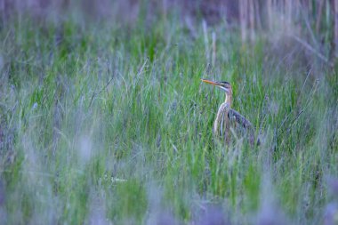 Renkli doğa ve balıkçıl. Mor balıkçıl. Doğal yaşam alanı arka planı. Kuş: Mor balıkçıl. 