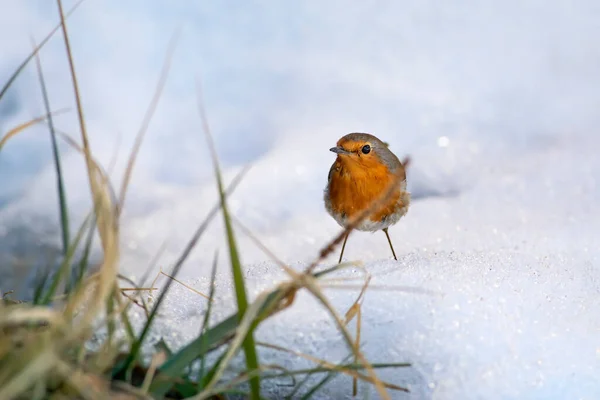 Naturaleza Invernal Robin Fondo Naturaleza Blanca —  Fotos de Stock