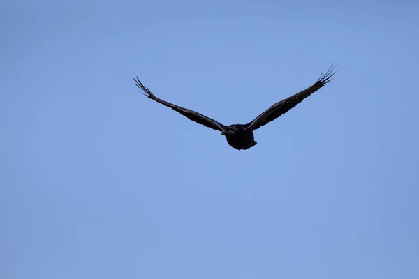 Летящий Ворон Голубое Небо Северный Ворон Corvus Corax — стоковое фото