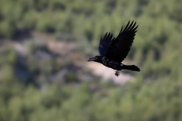 Cuervo Volador Fondo Naturaleza Verde Ave Cuervo Del Norte Corvus — Foto de Stock