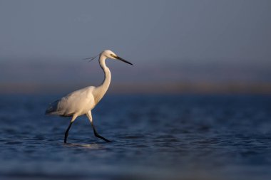Beyaz balıkçıl. Küçük balıkçıl. Mavi su doğası geçmişi. Küçük Egret. Egretta Garzetta.