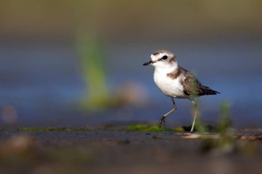 Şirin küçük su kuşu. Doğa geçmişi. Yaygın su kuşu: Kentish Plover. Charadrius Alexandrinus.