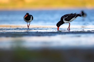 Su ve kuşlar. Şirin renkli su kuşu istiridye yakalayıcısı. Doğa geçmişi. Kuş: Avrasya istiridye yakalayıcısı.