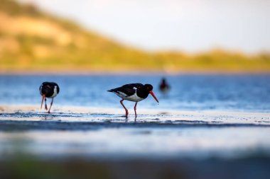 Su ve kuşlar. Şirin renkli su kuşu istiridye yakalayıcısı. Doğa geçmişi. Kuş: Avrasya istiridye yakalayıcısı.