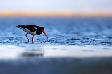 Su ve kuşlar. Şirin renkli su kuşu istiridye yakalayıcısı. Doğa geçmişi. Kuş: Avrasya istiridye yakalayıcısı.