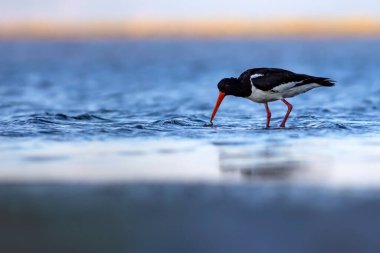 Su ve kuşlar. Şirin renkli su kuşu istiridye yakalayıcısı. Doğa geçmişi. Kuş: Avrasya istiridye yakalayıcısı.