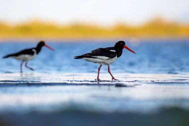 Su ve kuşlar. Şirin renkli su kuşu istiridye yakalayıcısı. Doğa geçmişi. Kuş: Avrasya istiridye yakalayıcısı.