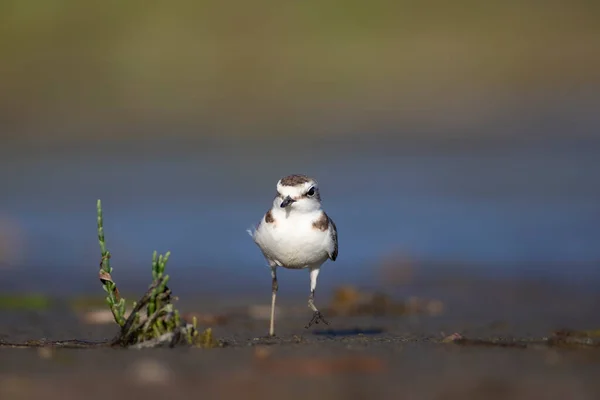 可爱的小水鸟 自然背景 常见水鸟 Kentish Plover Charadrius Alexandrinus — 图库照片