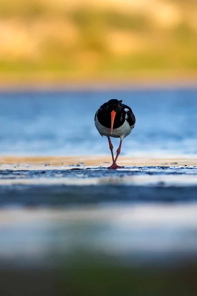 Kuşlar Şirin Renkli Kuşu Istiridye Yakalayıcısı Doğa Geçmişi Kuş Avrasya — Stok fotoğraf