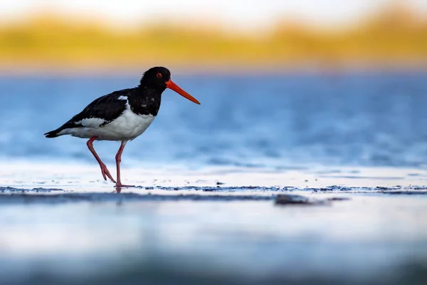 Kuşlar Şirin Renkli Kuşu Istiridye Yakalayıcısı Doğa Geçmişi Kuş Avrasya — Stok fotoğraf