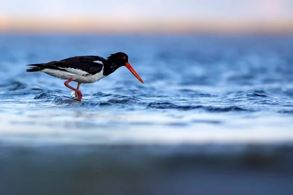 Víz Madarak Aranyos Színes Vízi Madár Oystercatcher Természet Háttér Madár — Stock Fotó