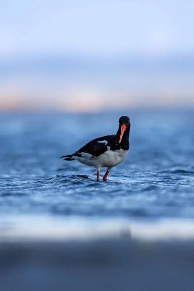Vatten Och Fåglar Söt Färgglad Vatten Fågel Oystercatcher Naturbakgrund Fågel — Stockfoto