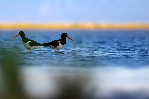 Kuşlar Şirin Renkli Kuşu Istiridye Yakalayıcısı Doğa Geçmişi Kuş Avrasya — Stok fotoğraf