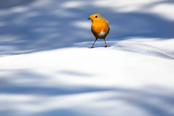 Зима Милая Птичка Робин Белый Синий Фон Зимней Природы Европейская — стоковое фото