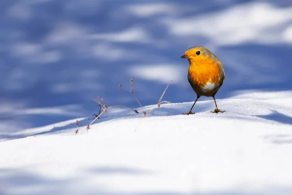 Kış Tatlı Kuş Robin Beyaz Mavi Kış Doğası Avrupalı Robin — Stok fotoğraf