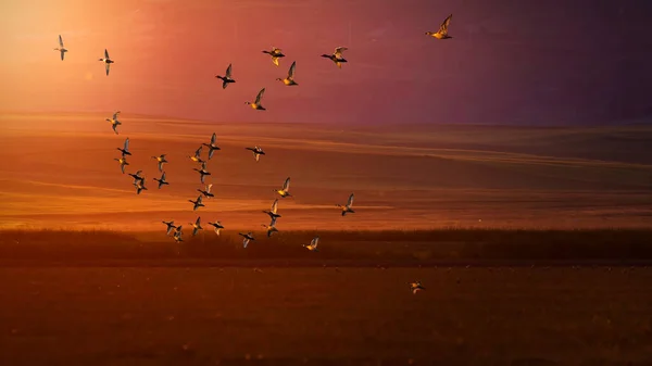 Patos Voladores Fondo Cielo Colorido — Foto de Stock