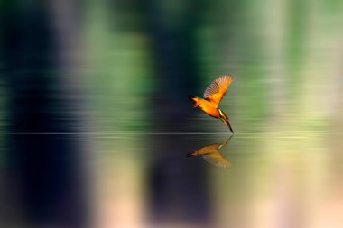 Muhteşem kuş Kingfisher. Dalış kuşu. Renkli doğa geçmişi. Yaygın Kingfisher. Alcedo burada..