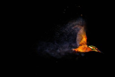 Uçan kuş. Kingfisher. Dağılma, sıçrama etkisi. Siyah arkaplan. 
