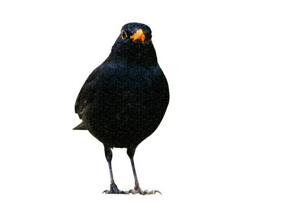 Çokgen Kuş Görüntüsü Geometrik Düşük Poli Sanatı Beyaz Arkaplan — Stok fotoğraf