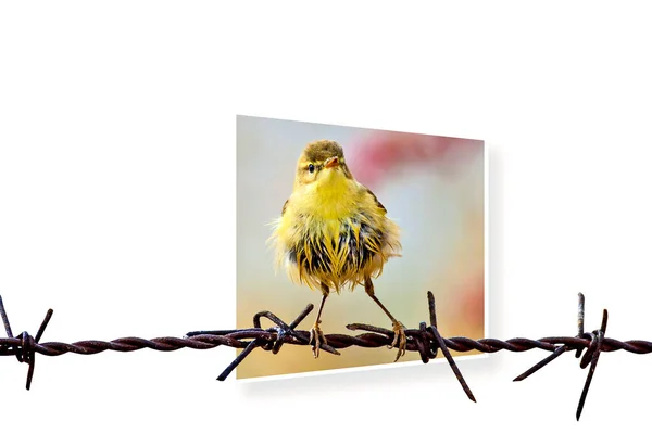 Сюрреалістична Картина Природи Абстрактні Зображення Птахи Білий Фон — стокове фото
