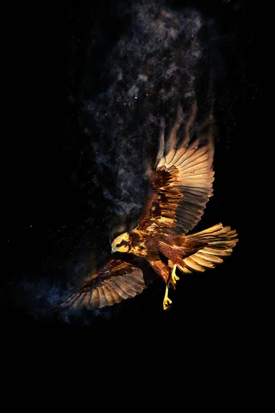 Летающая Птица Хищная Птица Дисперсия Эффект Брызг Чёрный Фон — стоковое фото
