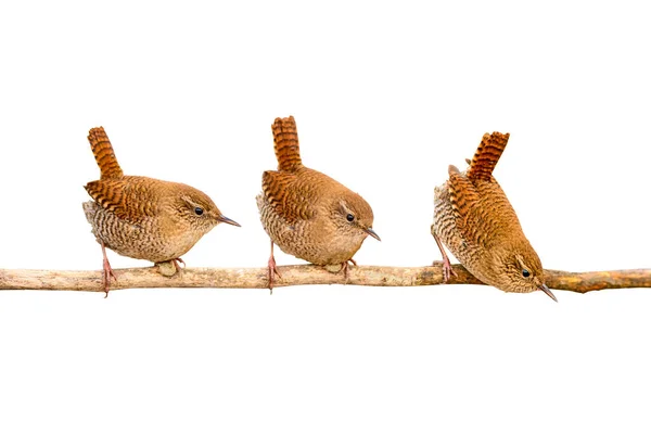 Lindos Pajaritos Aves Aisladas Fondo Blanco Eurasian Wren Trogloditas Trogloditas —  Fotos de Stock