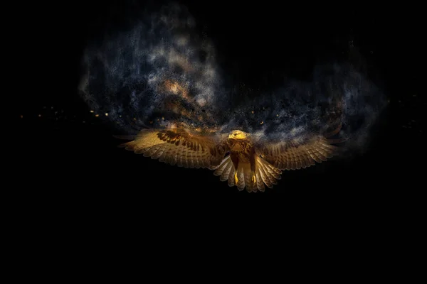 Vliegende Vogel Roofvogel Dispersie Spetterend Effect Zwarte Achtergrond — Stockfoto