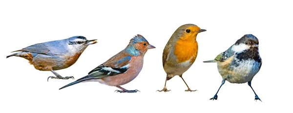 Sevimli izole kuşlar. Beyaz arka plan. Soldan sağa: Sıvacı, Chaffinch, Robin, Kömür Meyhanesi.