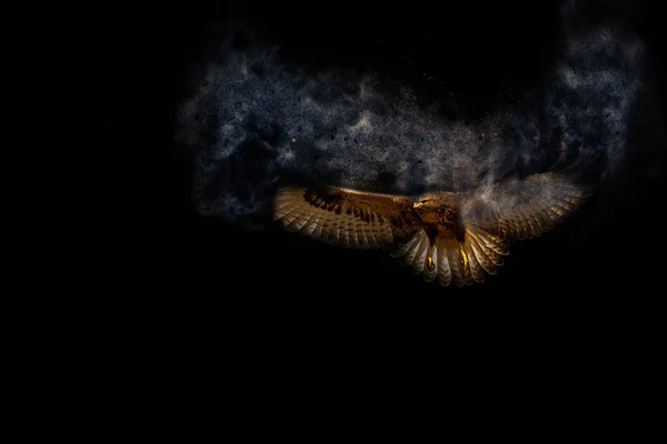 날으는 맹금류 — 스톡 사진