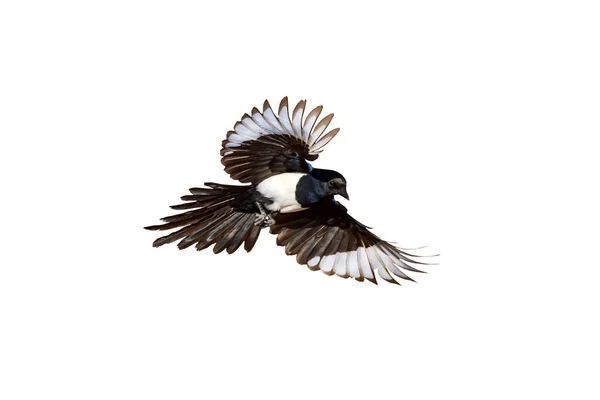 Pássaro Isolado Fundo Branco Pássaro Magpie Eurasiático Pica Pica — Fotografia de Stock