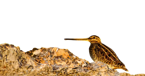 Izolovaný Pták Bílé Pozadí Common Snipe — Stock fotografie