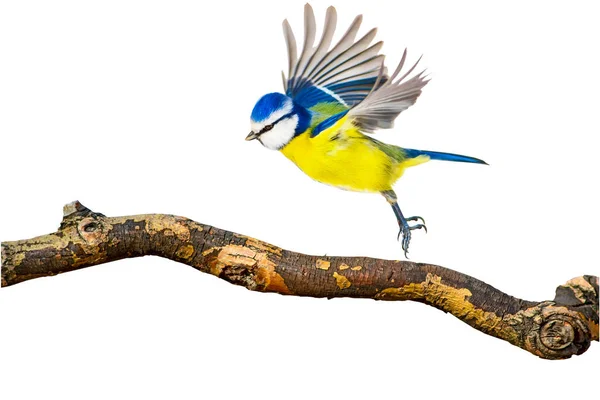 Ізольований Птах Білий Фон Євразійська Синя Цибуля — стокове фото