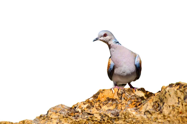 乌龟鸽子Turtle Dove 孤立的鸟 白色背景 欧洲斑鸠 — 图库照片