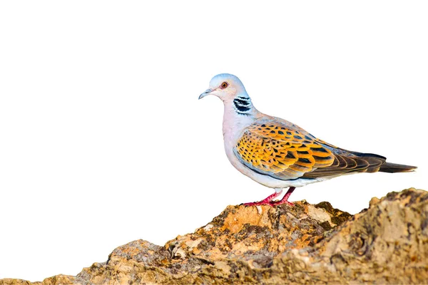 Sköldpaddsduva Isolerade Fåglar Vit Bakgrund Fågel Europeisk Sköldpaddsduva — Stockfoto