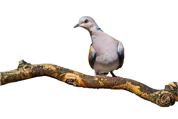 Turteltaube Vereinzelter Vogel Weißer Hintergrund Vogel Europäische Turteltaube — Stockfoto