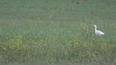 Doğa ve kuşlar. Küçük balıkçıl. Yeşil doğa arkaplanı.