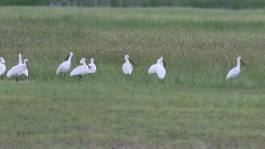 Doğa ve kuşlar. Renkli doğa geçmişi. Avrasya Kaşığı / Platalea lökosorodisi.