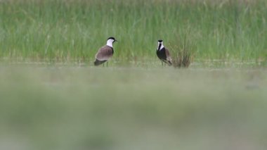 Birkaç kuş. Kanatlı kanatlı Lapwing. Yeşil doğa arkaplanı.