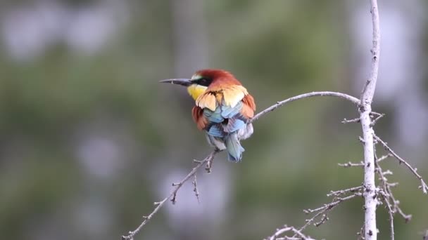 Uccello Colorato Mangiatore Api Europee Sfondo Verde Natura — Video Stock