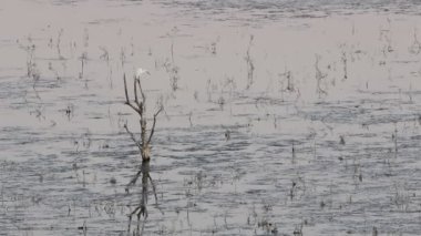 Kuru ağaç ve balıkçıl. Su doğası arka planı. 