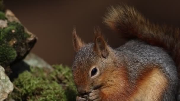 Esquilo Animal Bonito Brown Fundo Natureza — Vídeo de Stock