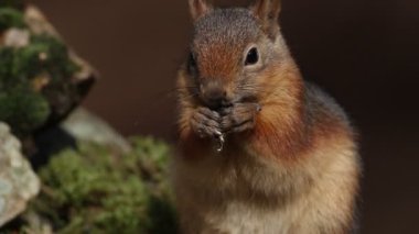 Sevimli hayvan sincabı. Kahverengi doğa arka planı. 