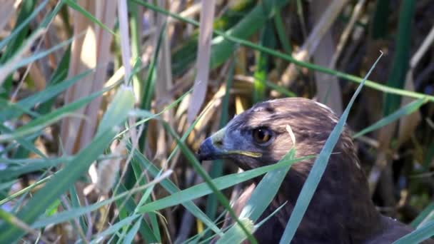 Hawk Portret Roofvogel Langbenige Buizerd Buteo Rufinus Natuur Achtergrond Hoge — Stockvideo