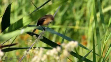 Sevimli küçük kuşlar. Yeşil doğa geçmişi. Sakallı Reedling. Panurus biarmicus.