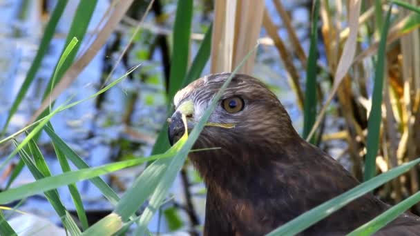 Hawk Portrait Bird Prey Long Legged Buzzard Buteo Rufinus Nature — Stock Video